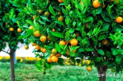 风水树有哪些_常见宅院风水树有哪些,第12张 风水树有哪些_常见宅院风水树有哪些,第12张